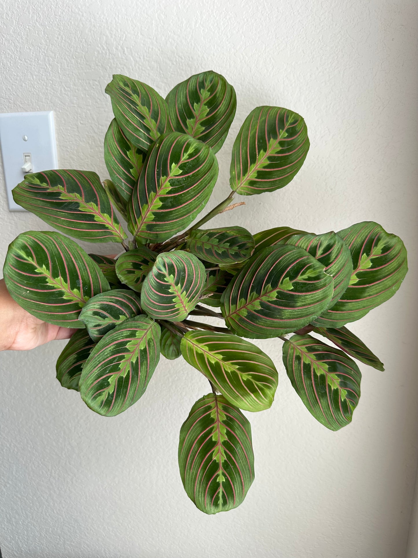 4” Red Maranta
