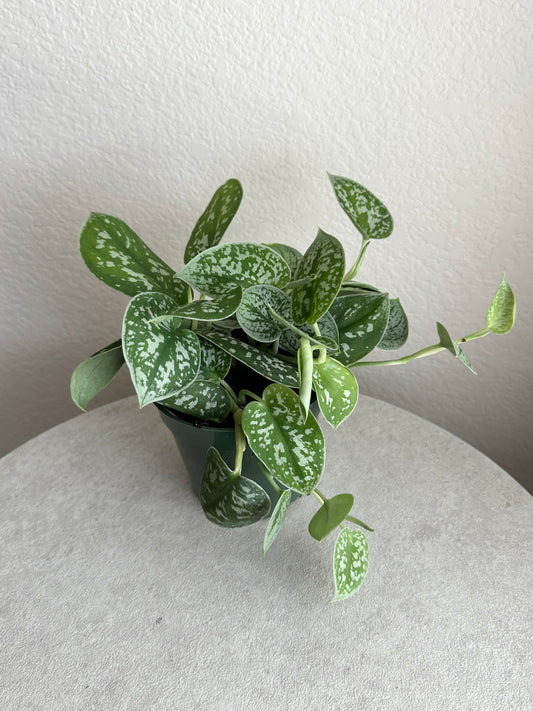 4” Scindapsus Pictus 'Silvery Ann'