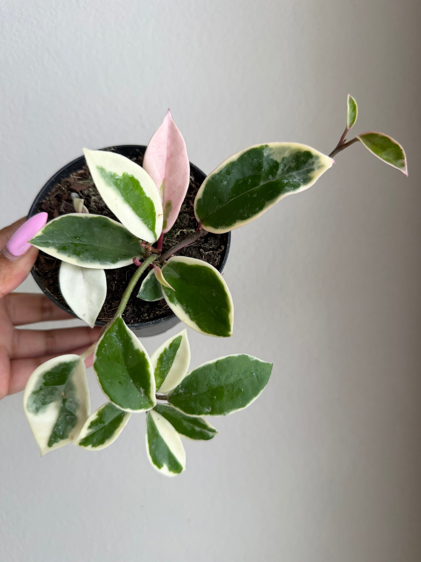 4” Hoya Krimson Queen