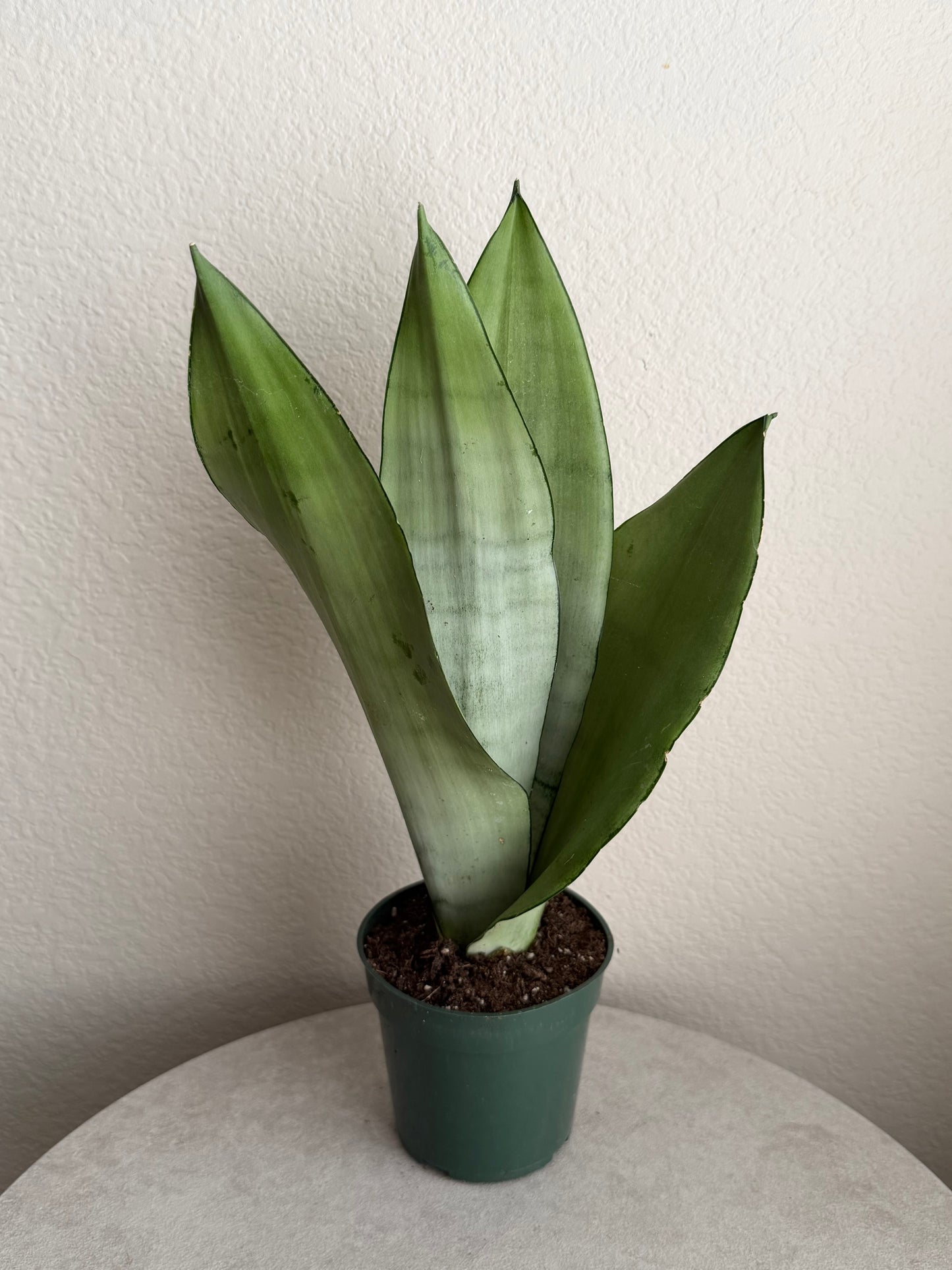 4” Moonshine Snake Plant