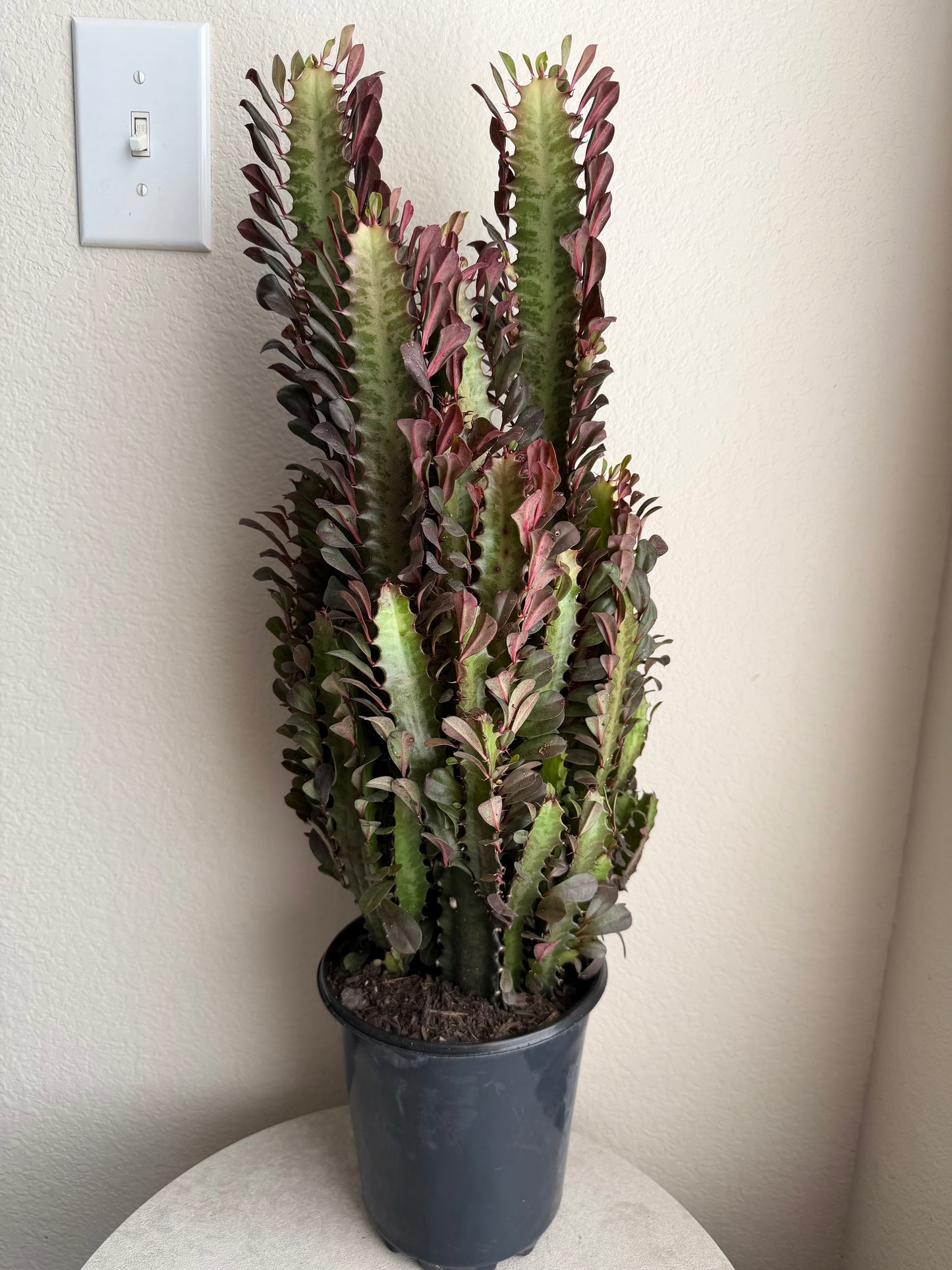 6” African Milk Tree