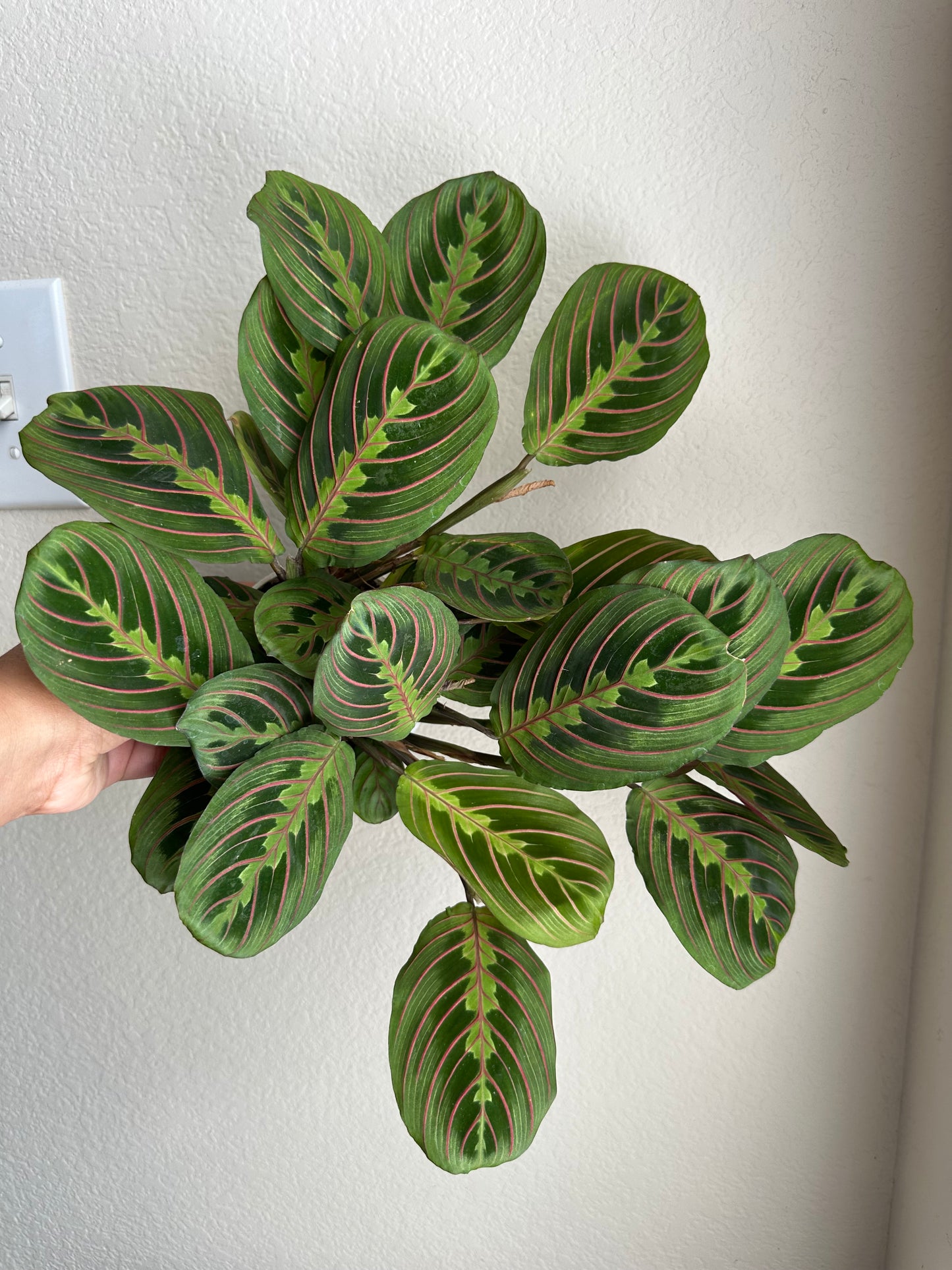 4” Red Maranta