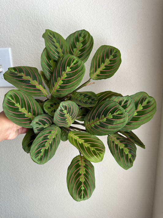 4” Red Maranta