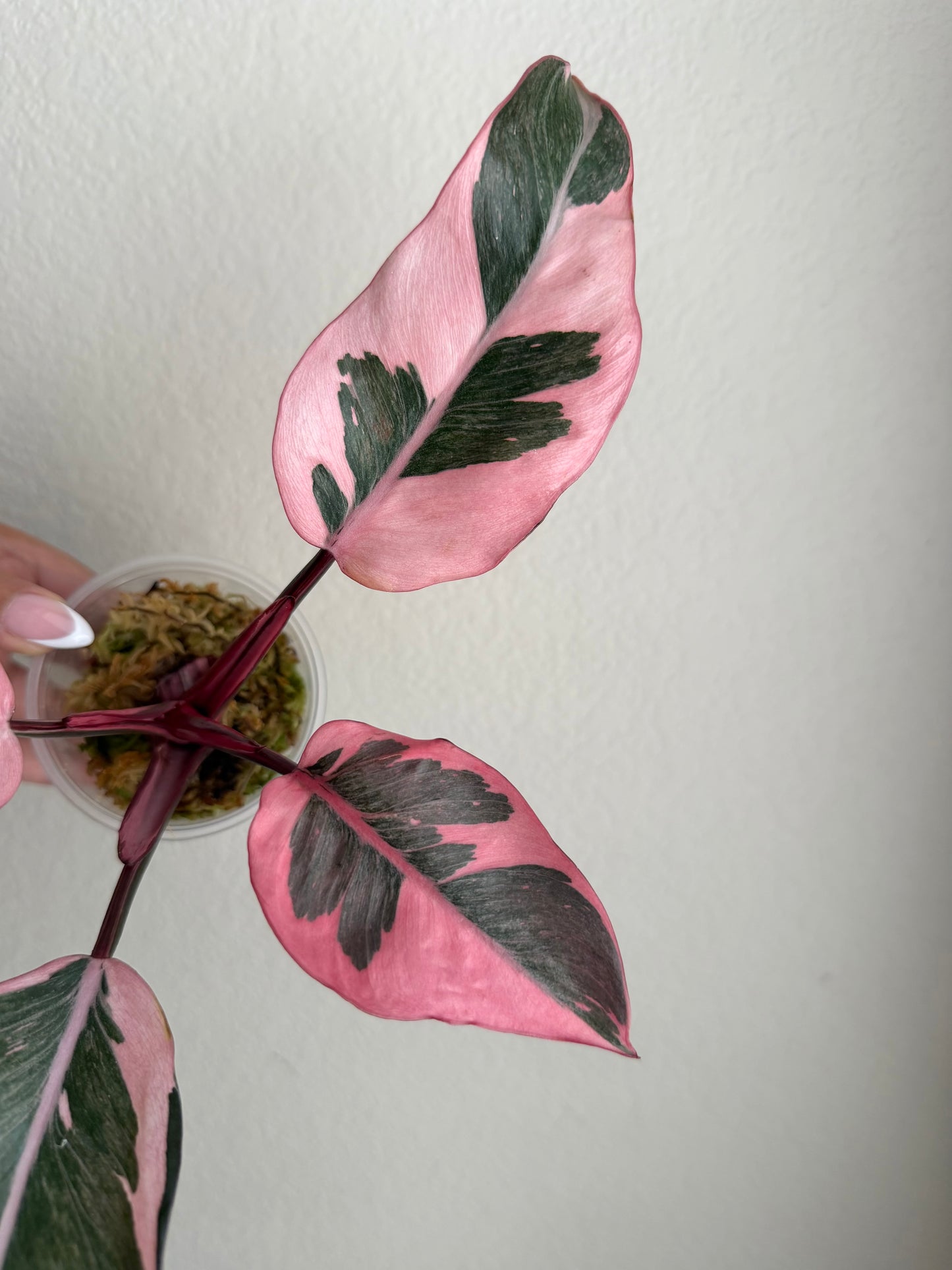 Rare Philodendron Pink Princess Mutation