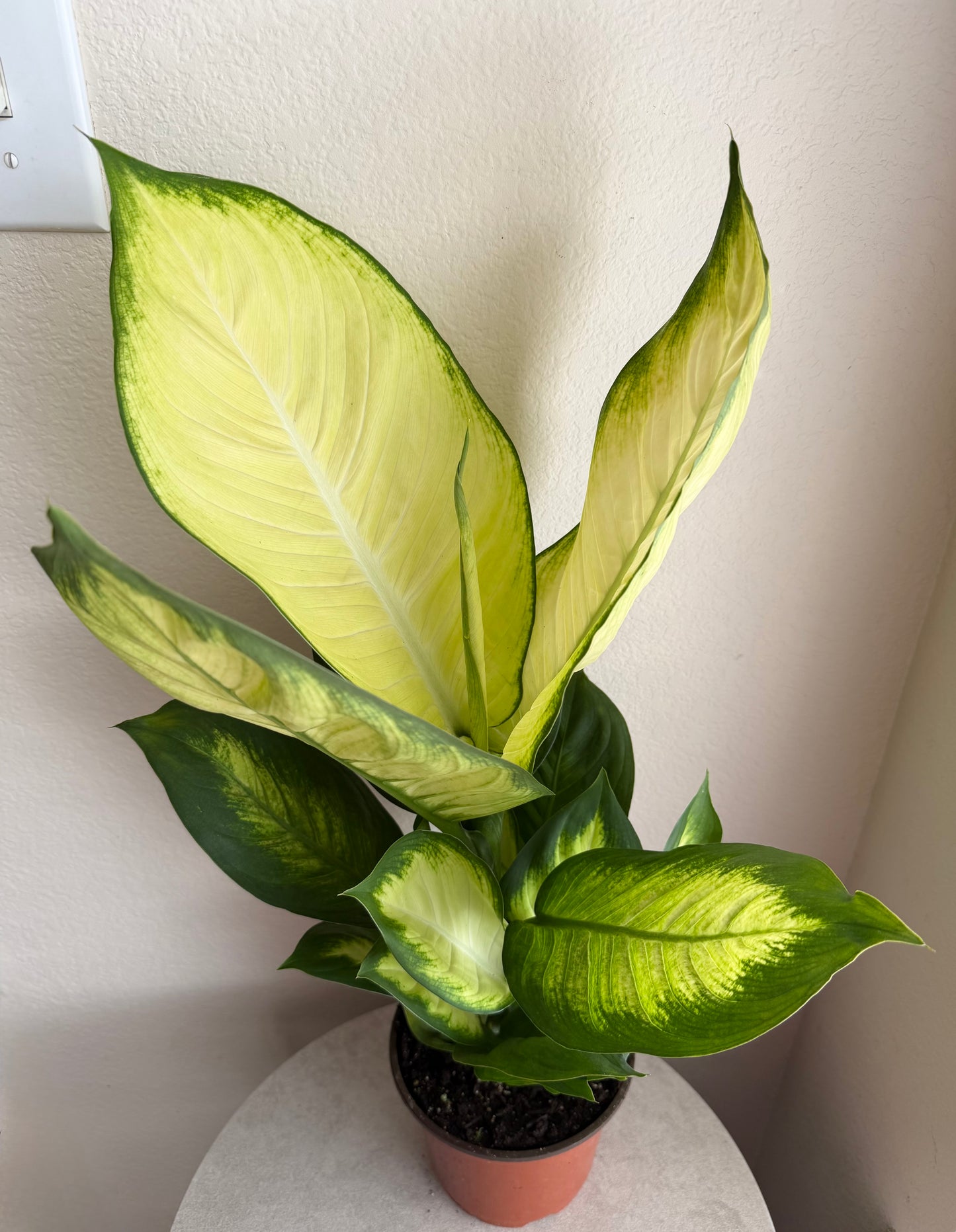 6” Dieffenbachia Honeydew