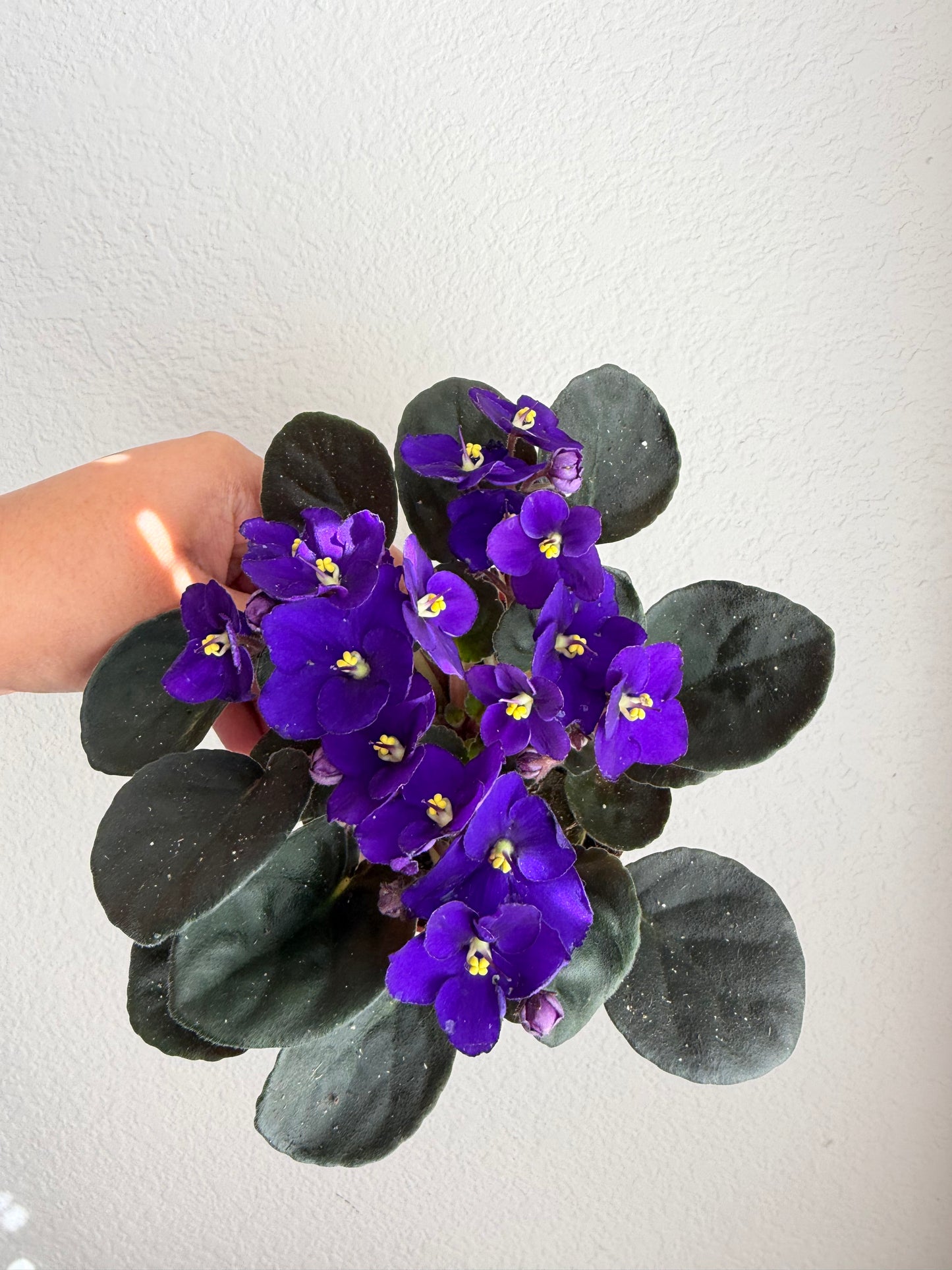 4” African Violets