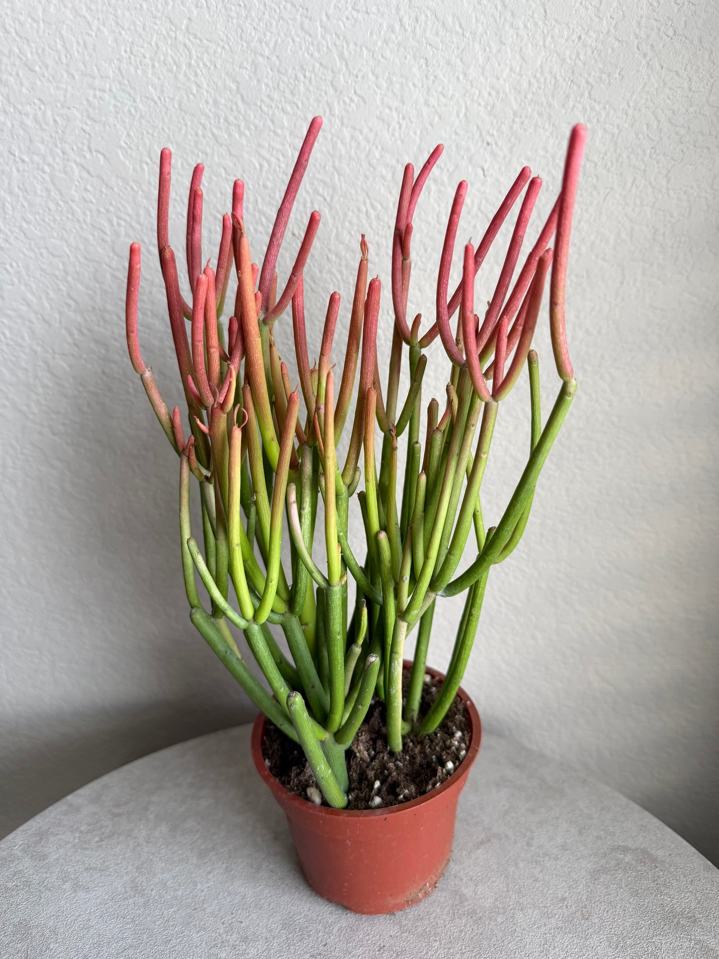 4” Euphorbia Tirucalli 'Sticks on Fire' (Pencil Cactus)