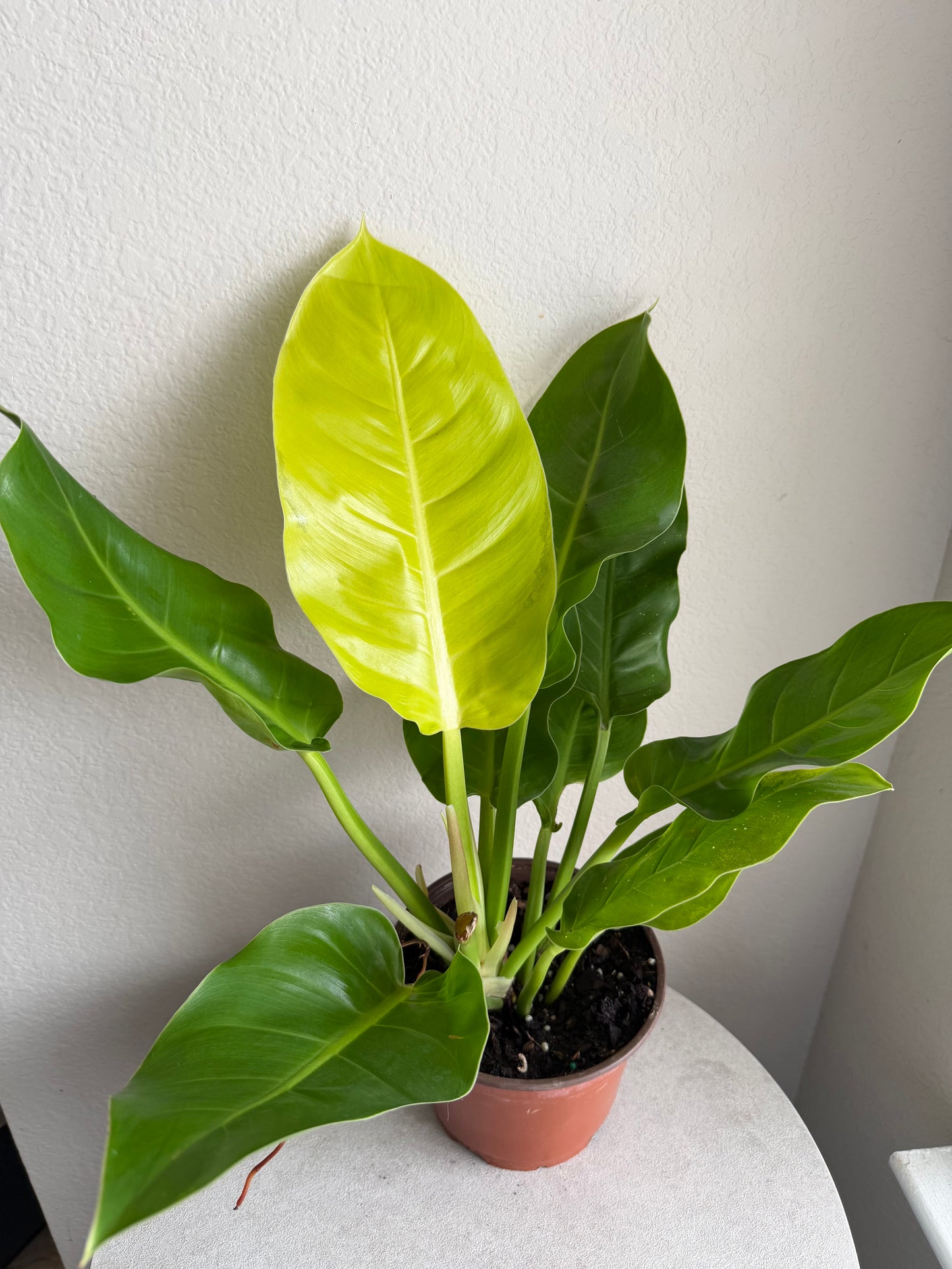 6” Philodendron Moonlight