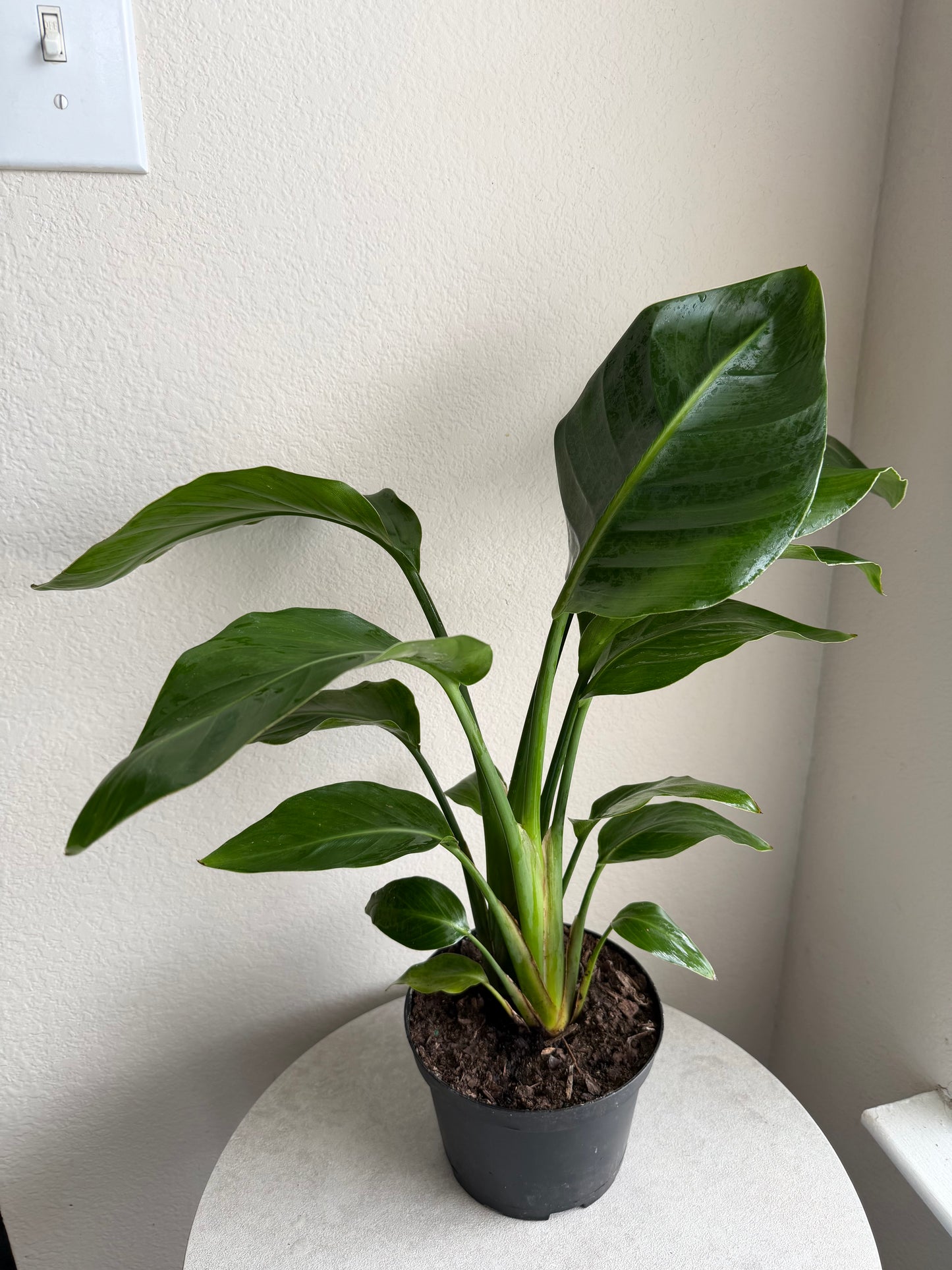 6” Bird of Paradise