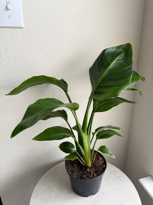 6” Bird of Paradise