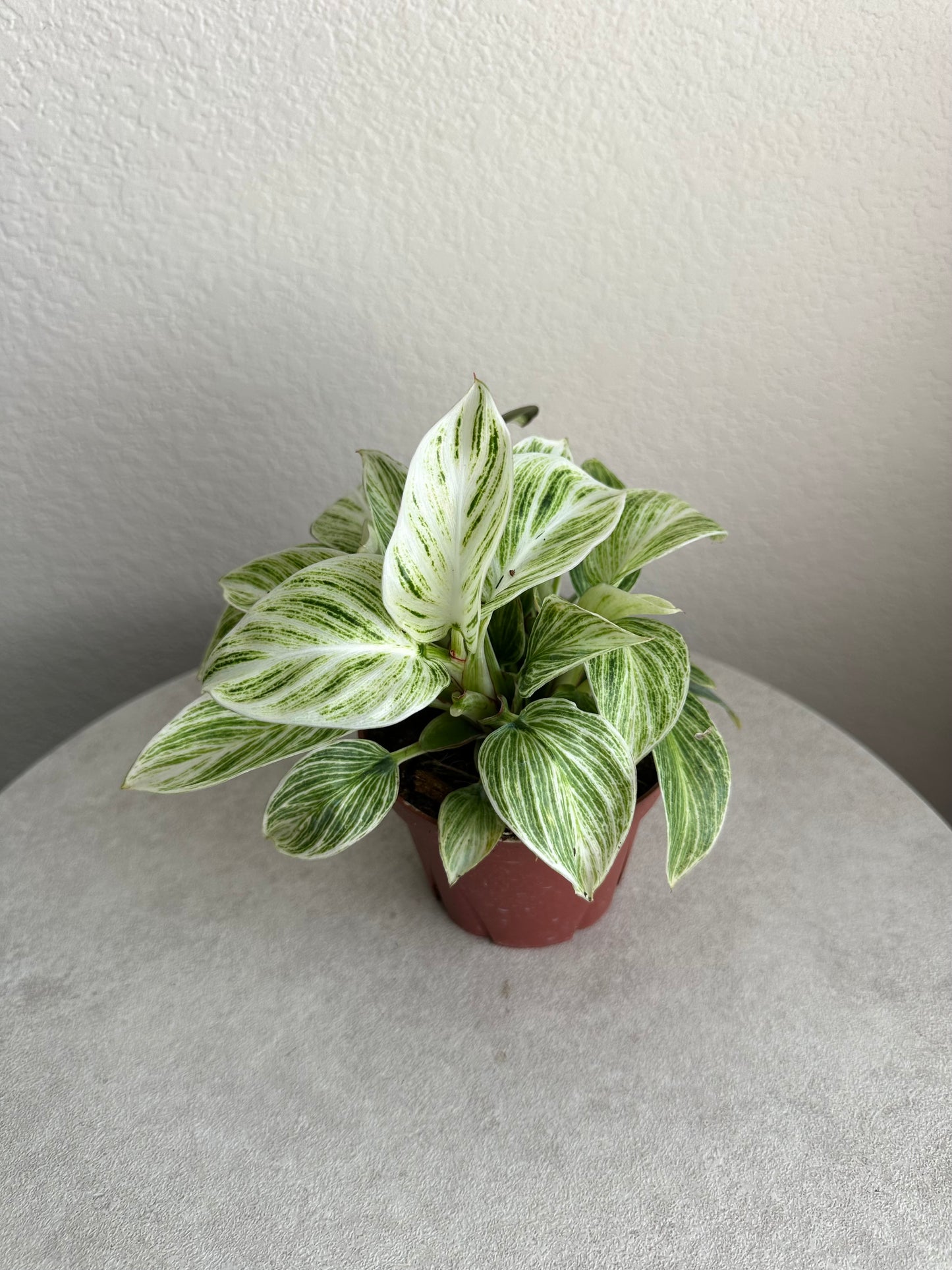 4” Philodendron Evian