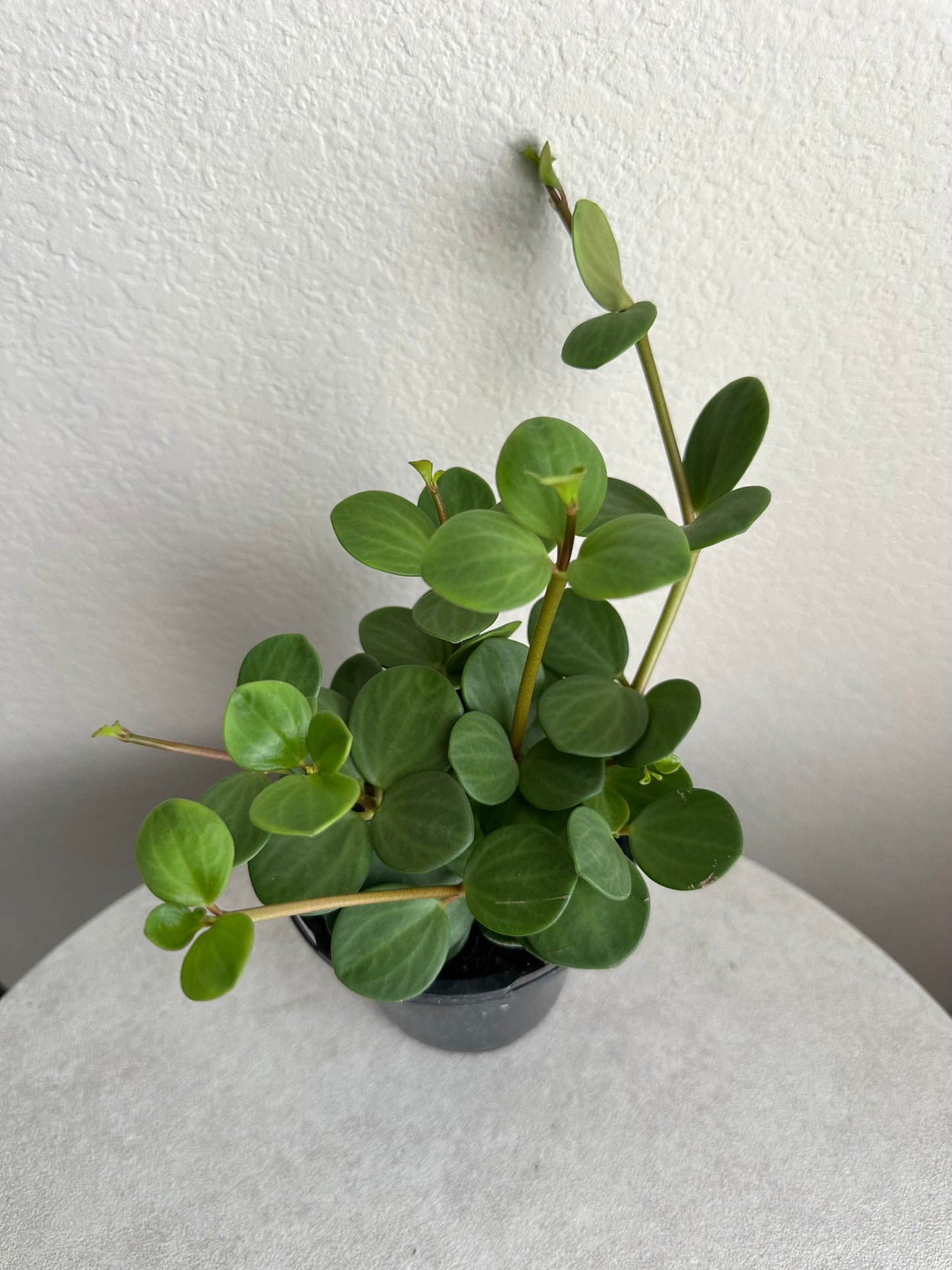 4” Peperomia Hope