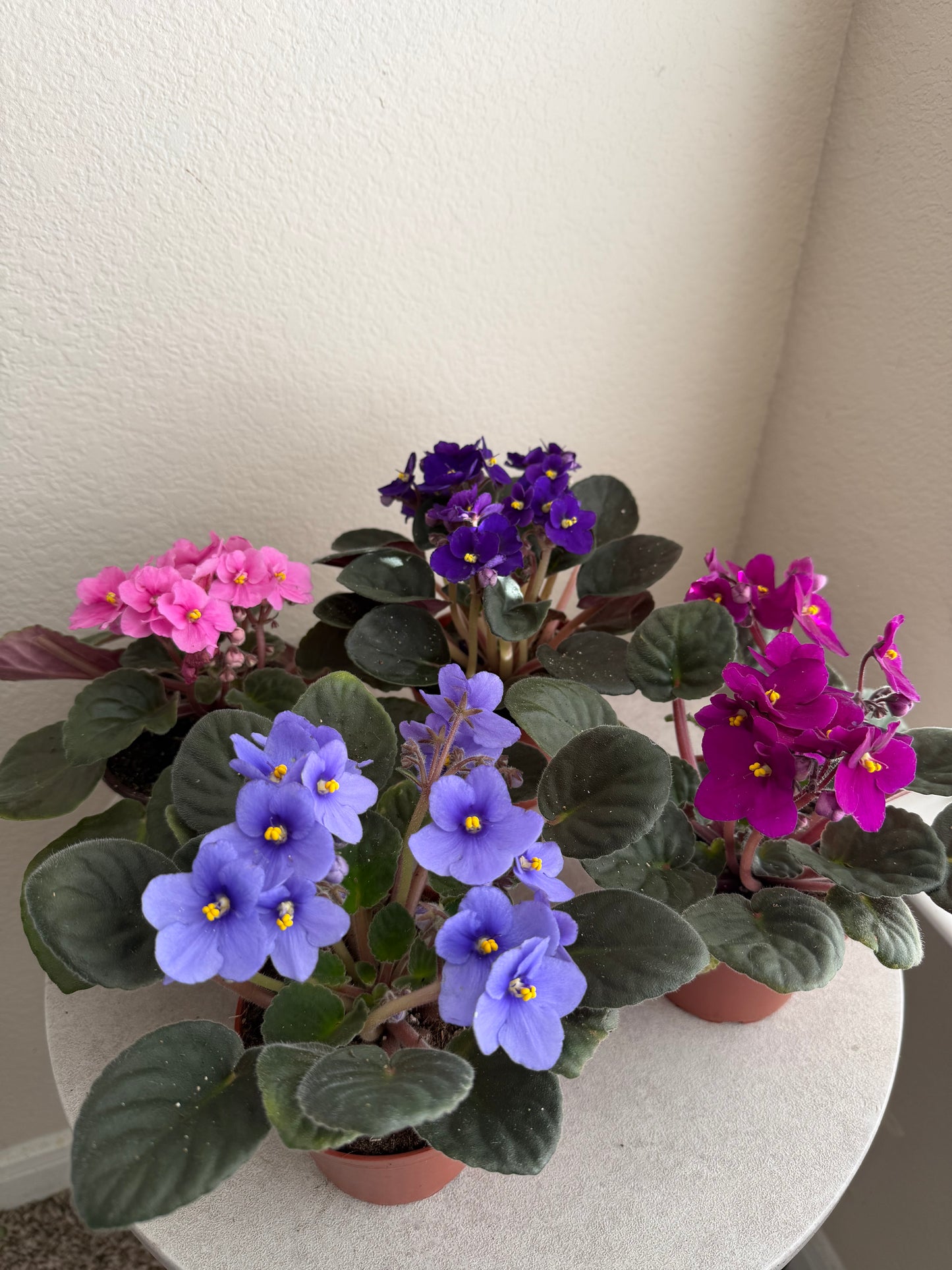 4” African Violets