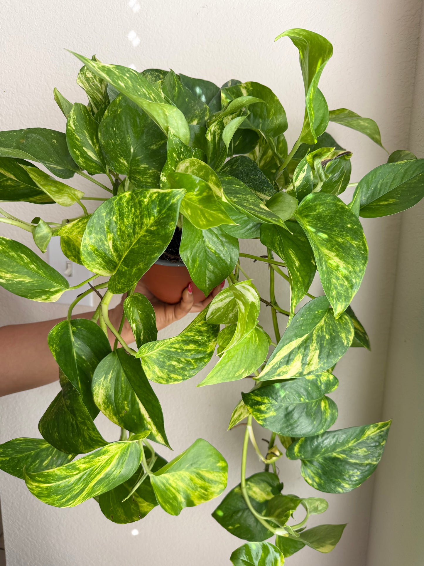 6” Golden Pothos