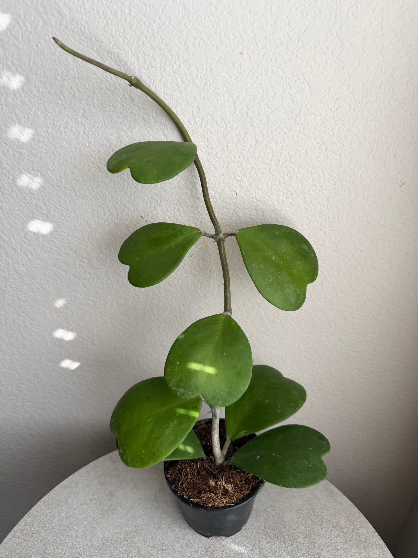 4” Hoya Kerrii Vine
