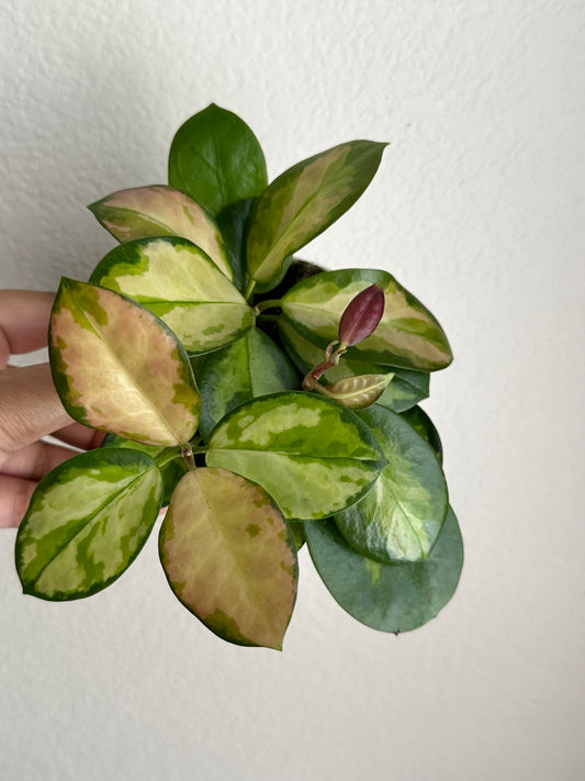 4” Hoya Australis 'Lisa'