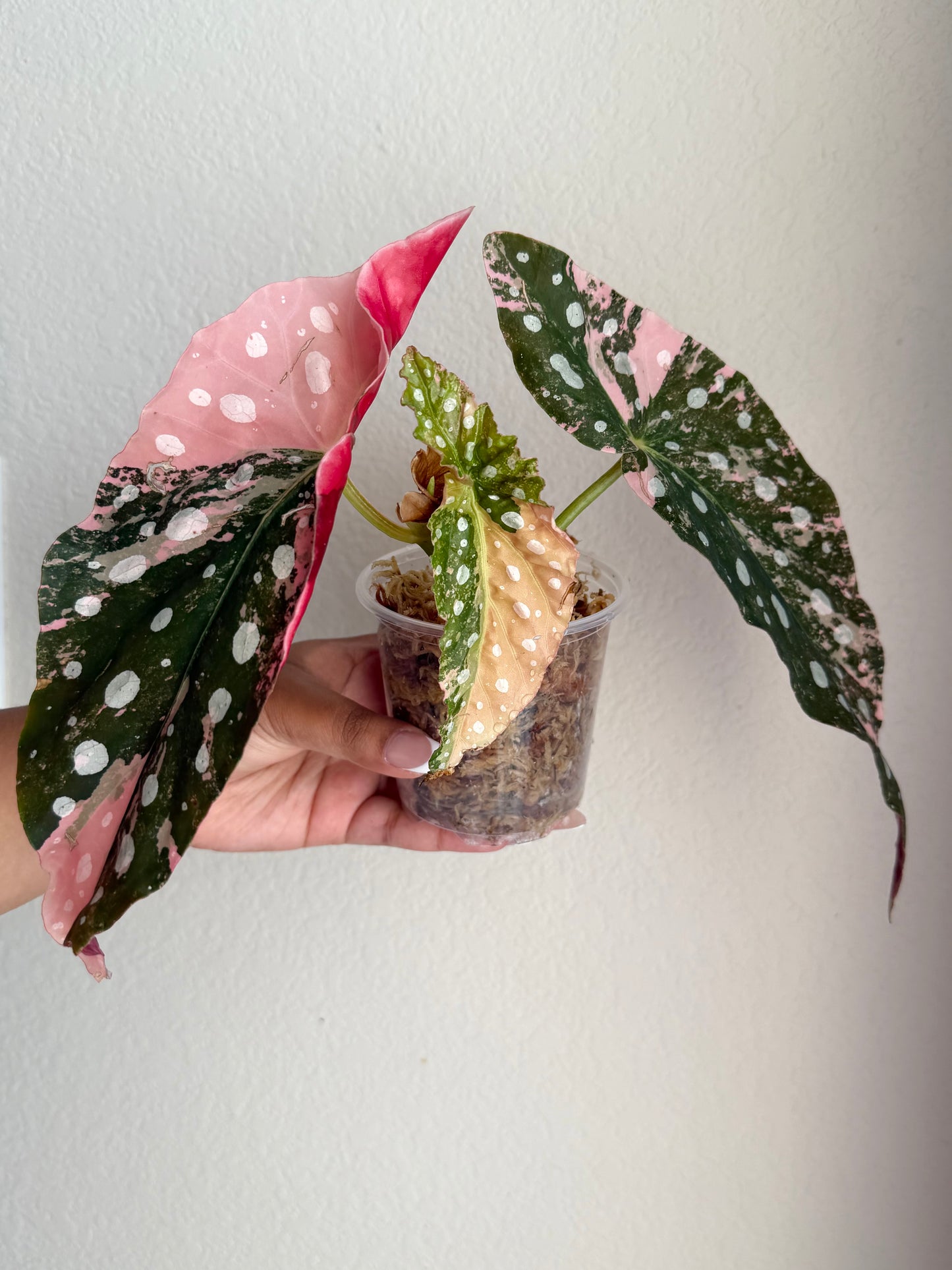 Begonia Maculata Pink Variegated