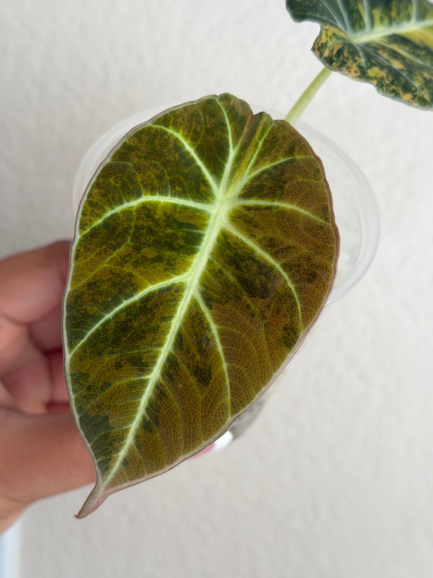 Rare Alocasia Black Velvet Gold