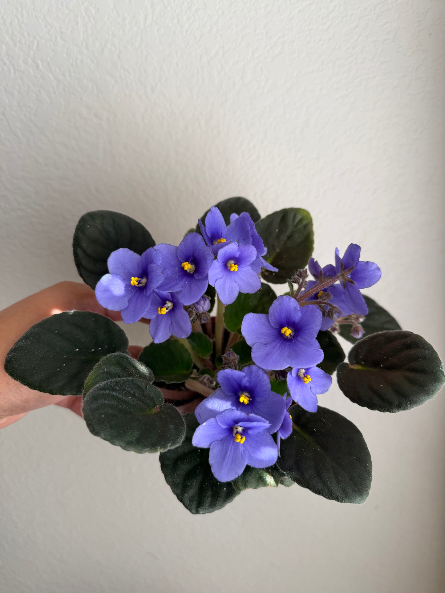 4” African Violets