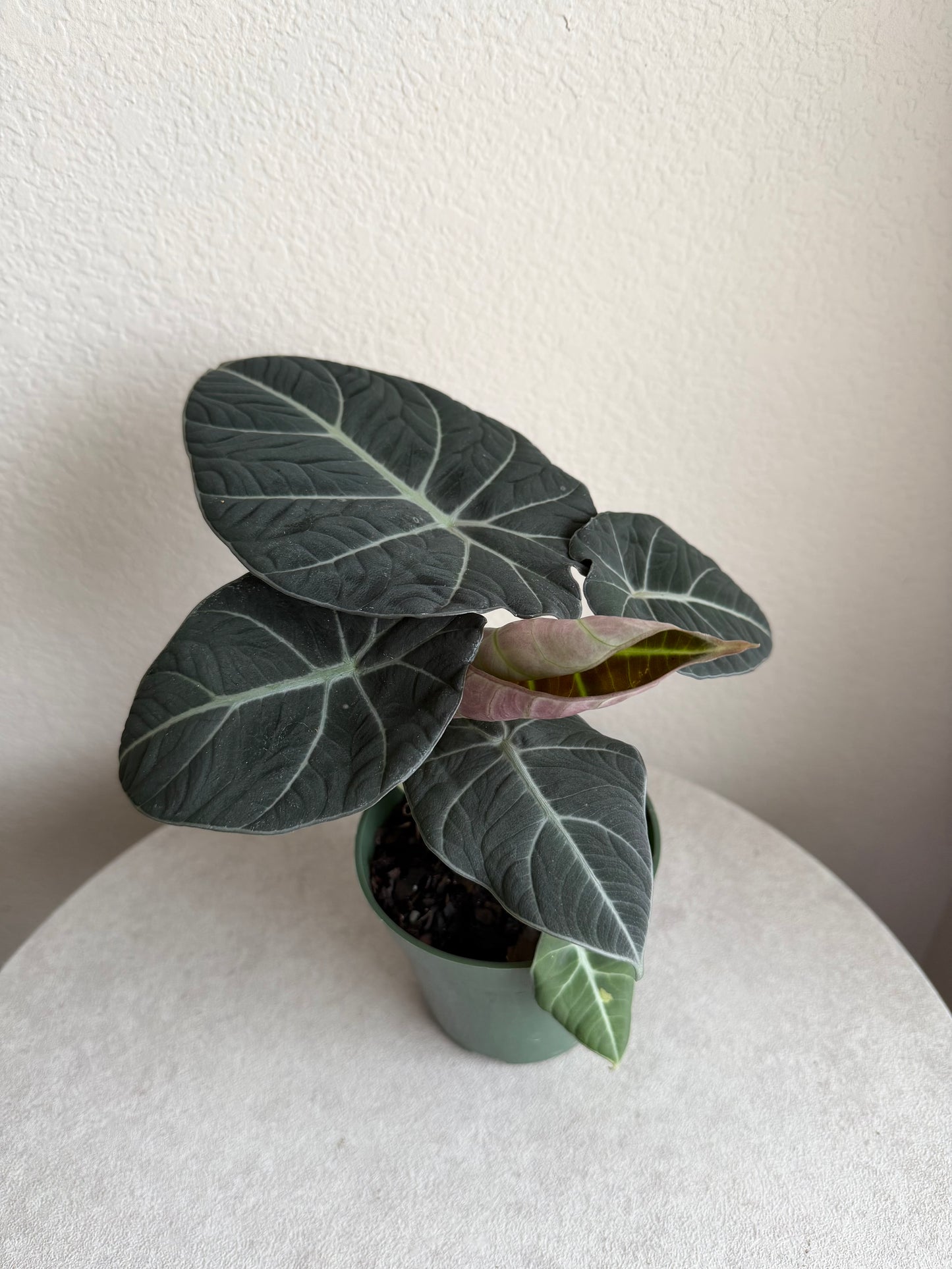 4” Alocasia Black Velvet