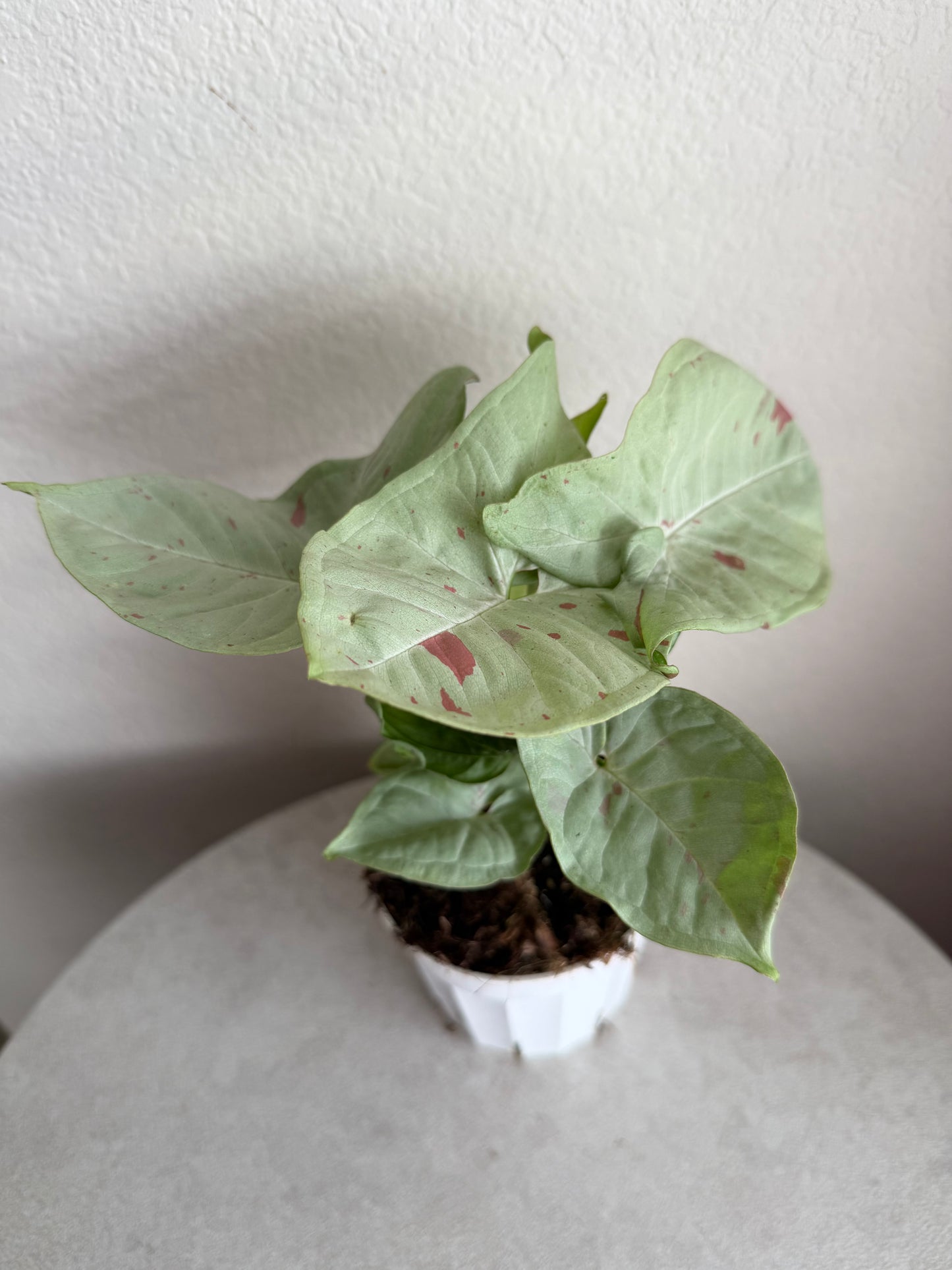 4” Syngonium Milk Confetti