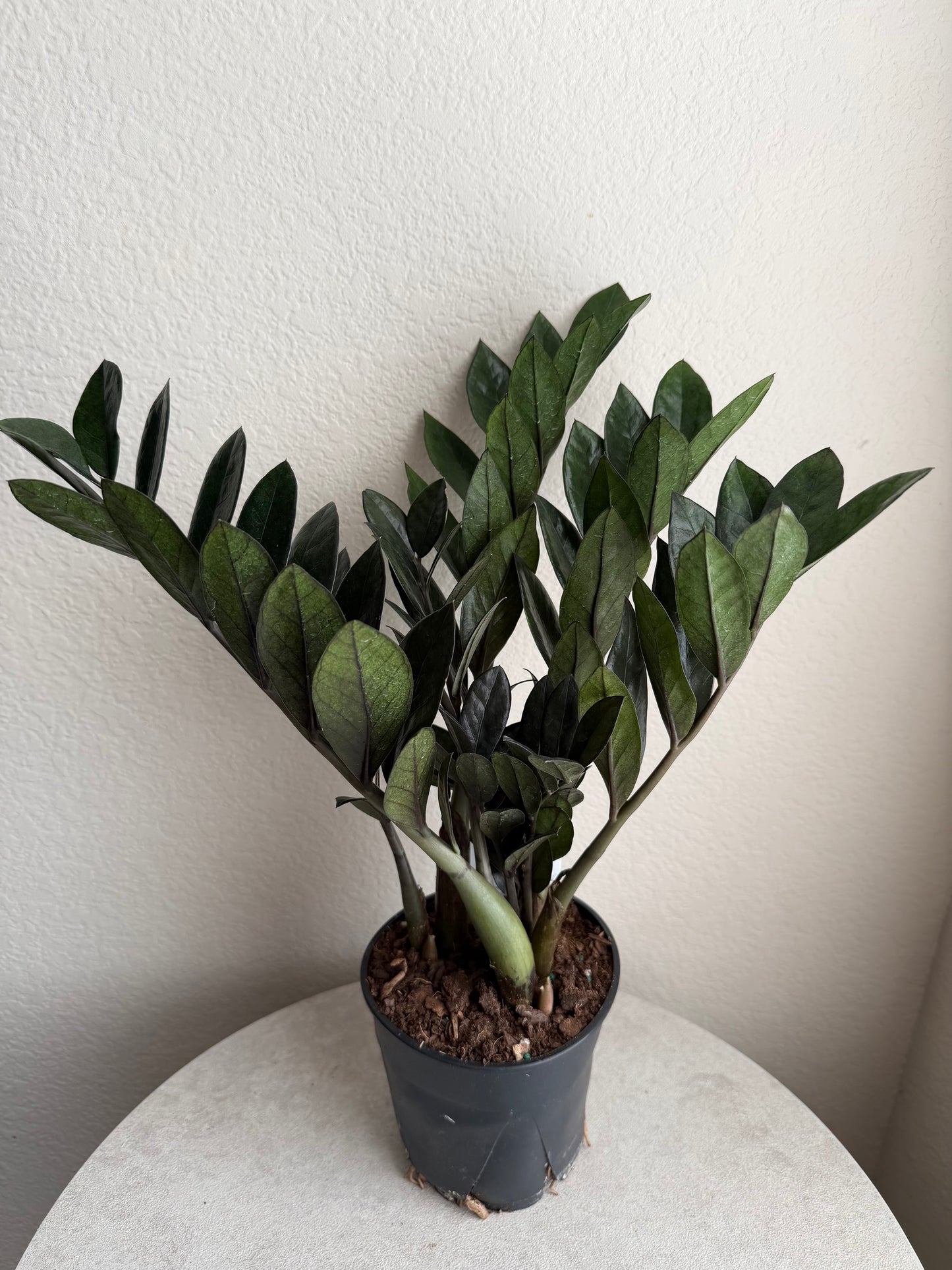 5” Super Nova ZZ Plant