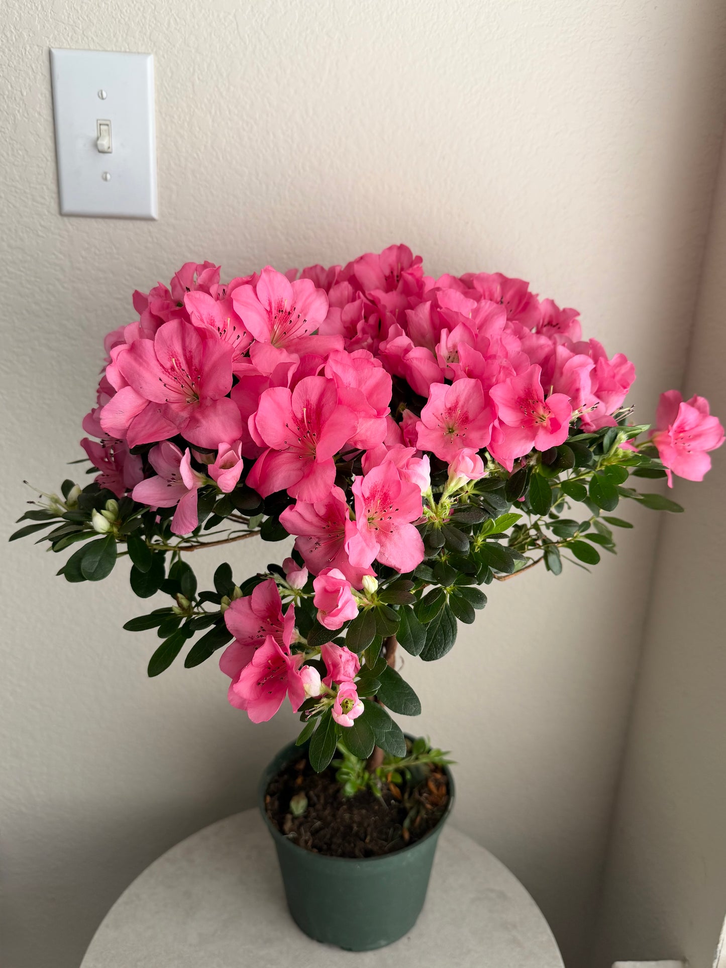6” Braided Azalea Tree