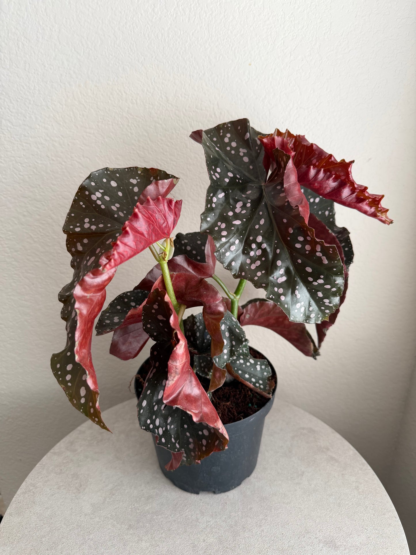 6” Cracklin’ Rosie Angel Wing Begonia