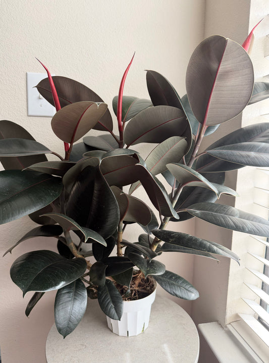 6” Burgundy Rubber Tree