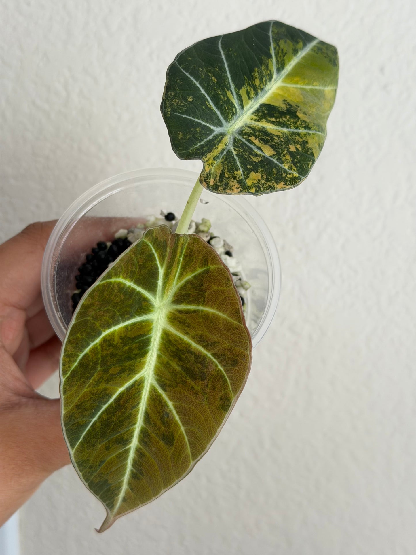 Rare Alocasia Black Velvet Gold