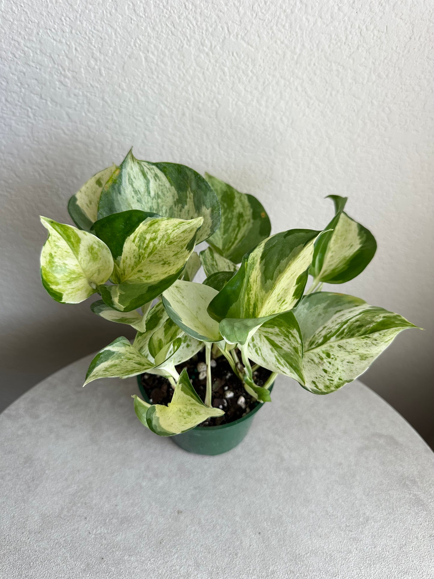 4” Manjula Pothos