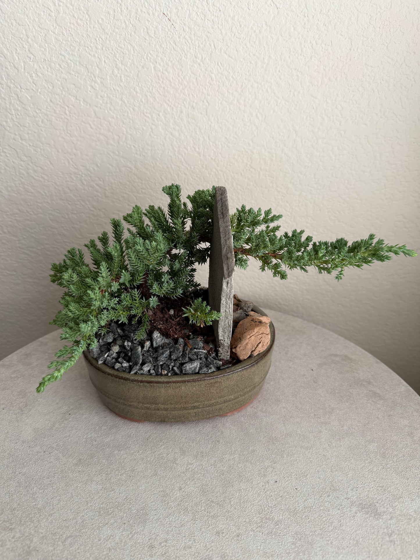 6” Juniper Bonsai