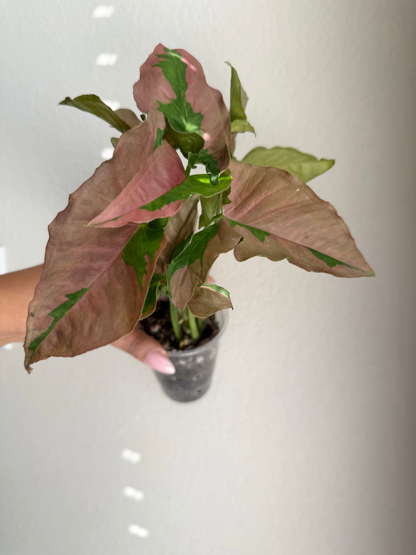 Rare Syngonium Lava