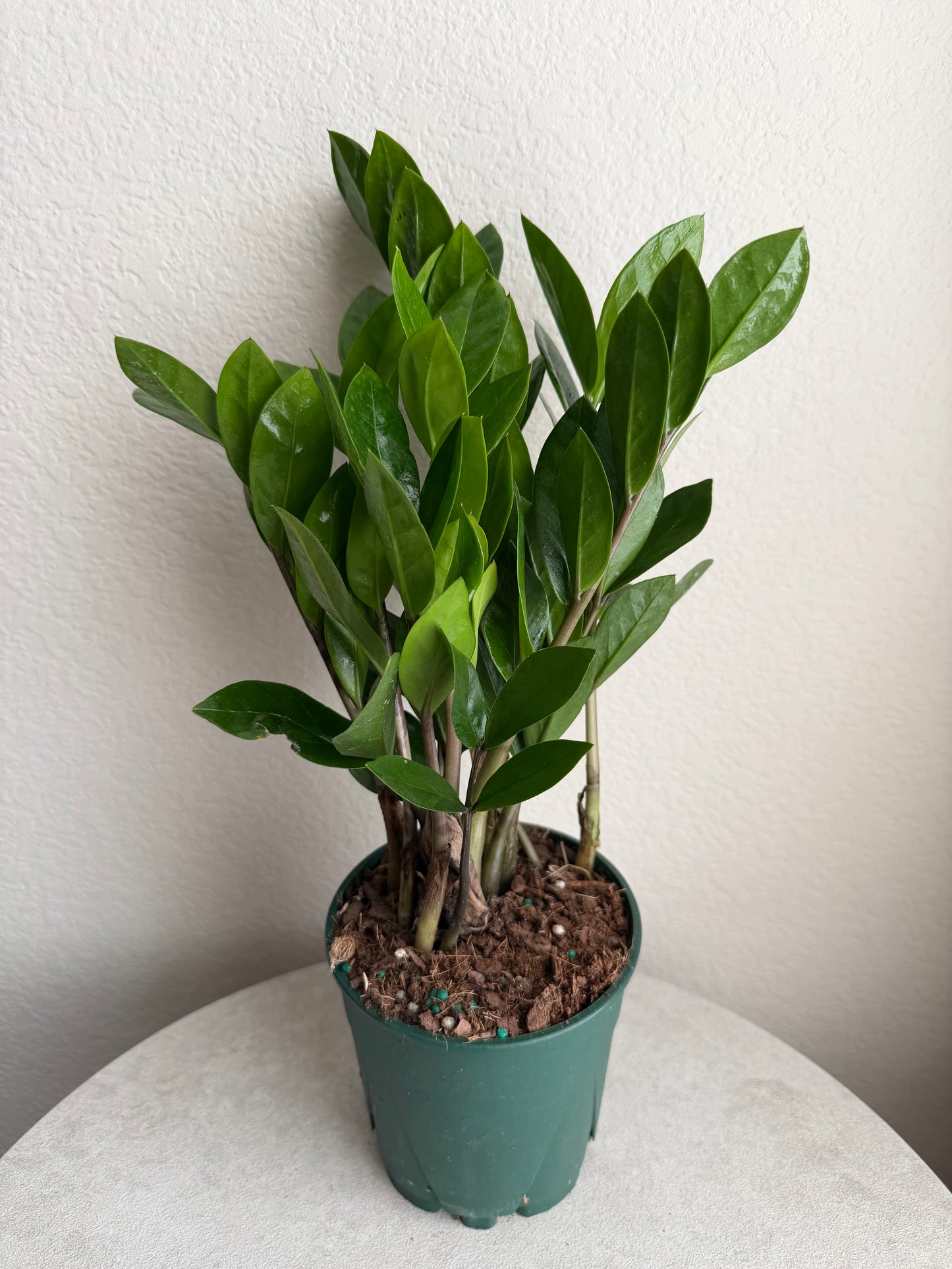 5” ZZ Plant