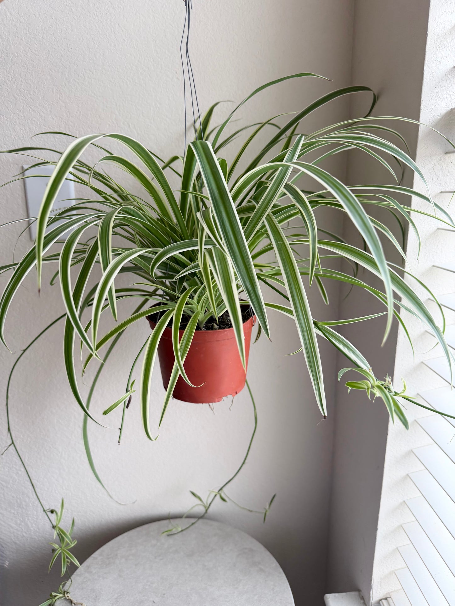 6” Spider Plant Hanging Basket