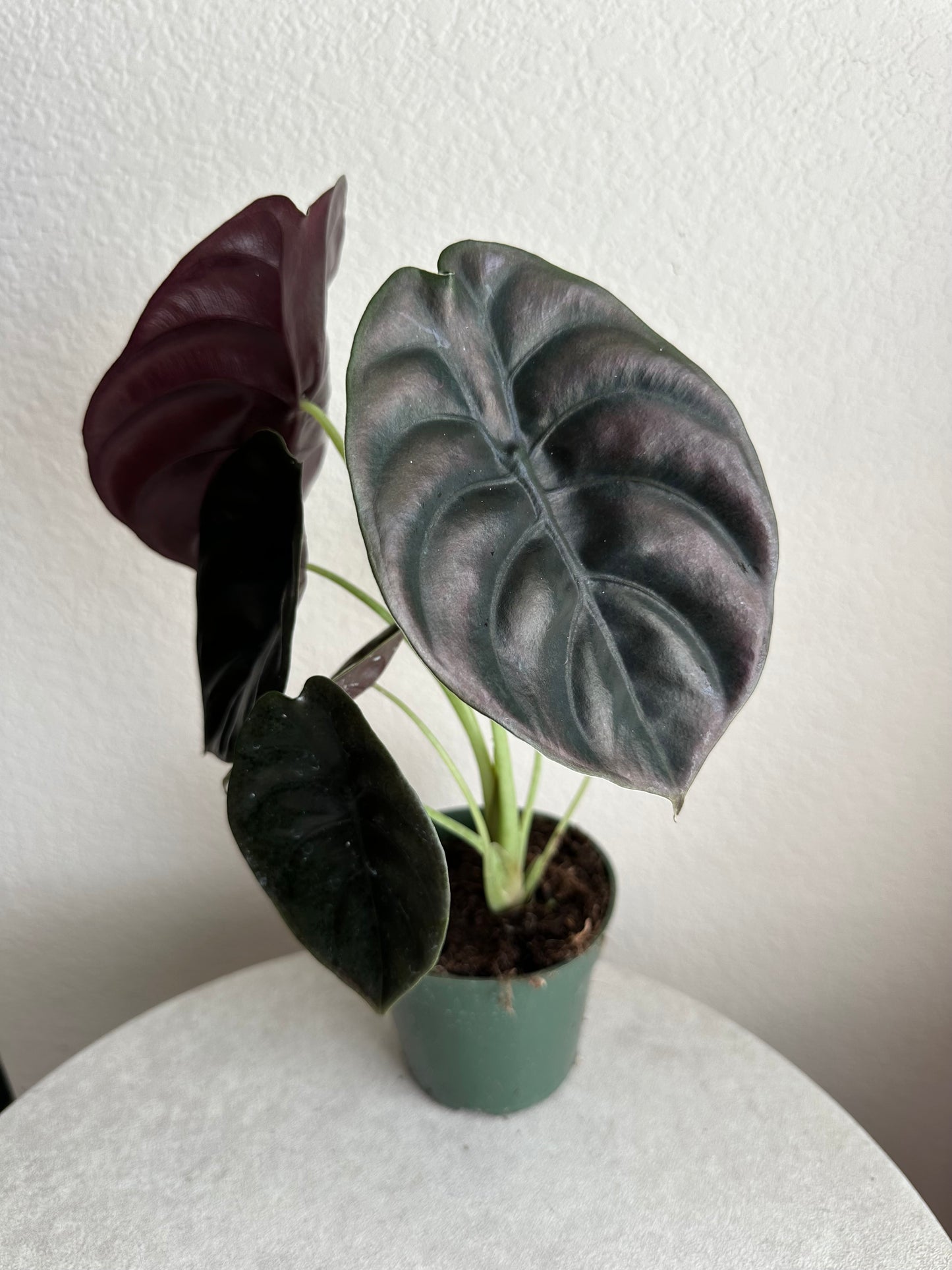4” Alocasia Cuprea