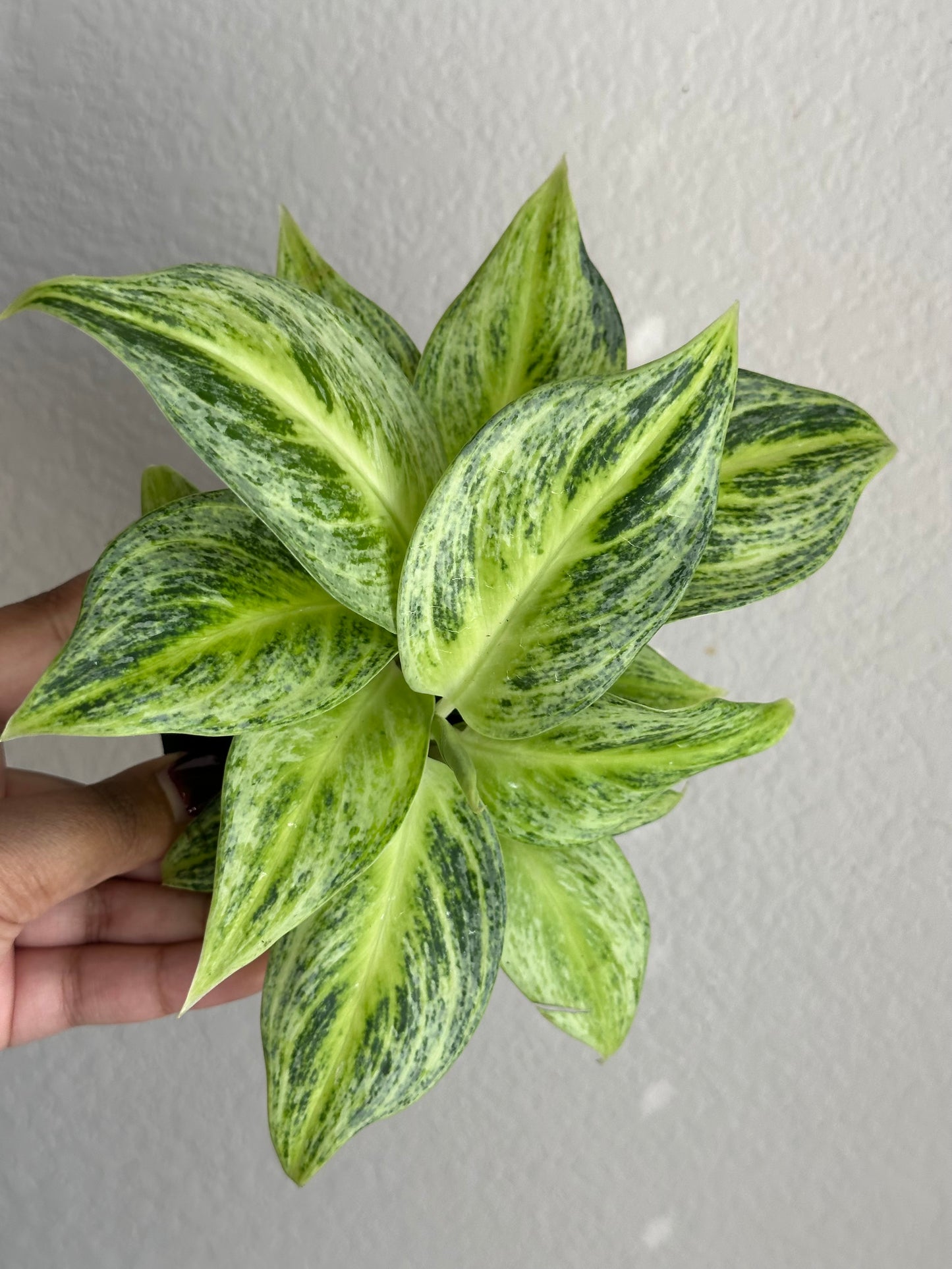 4” Rare Aglaonema Lemon Honey