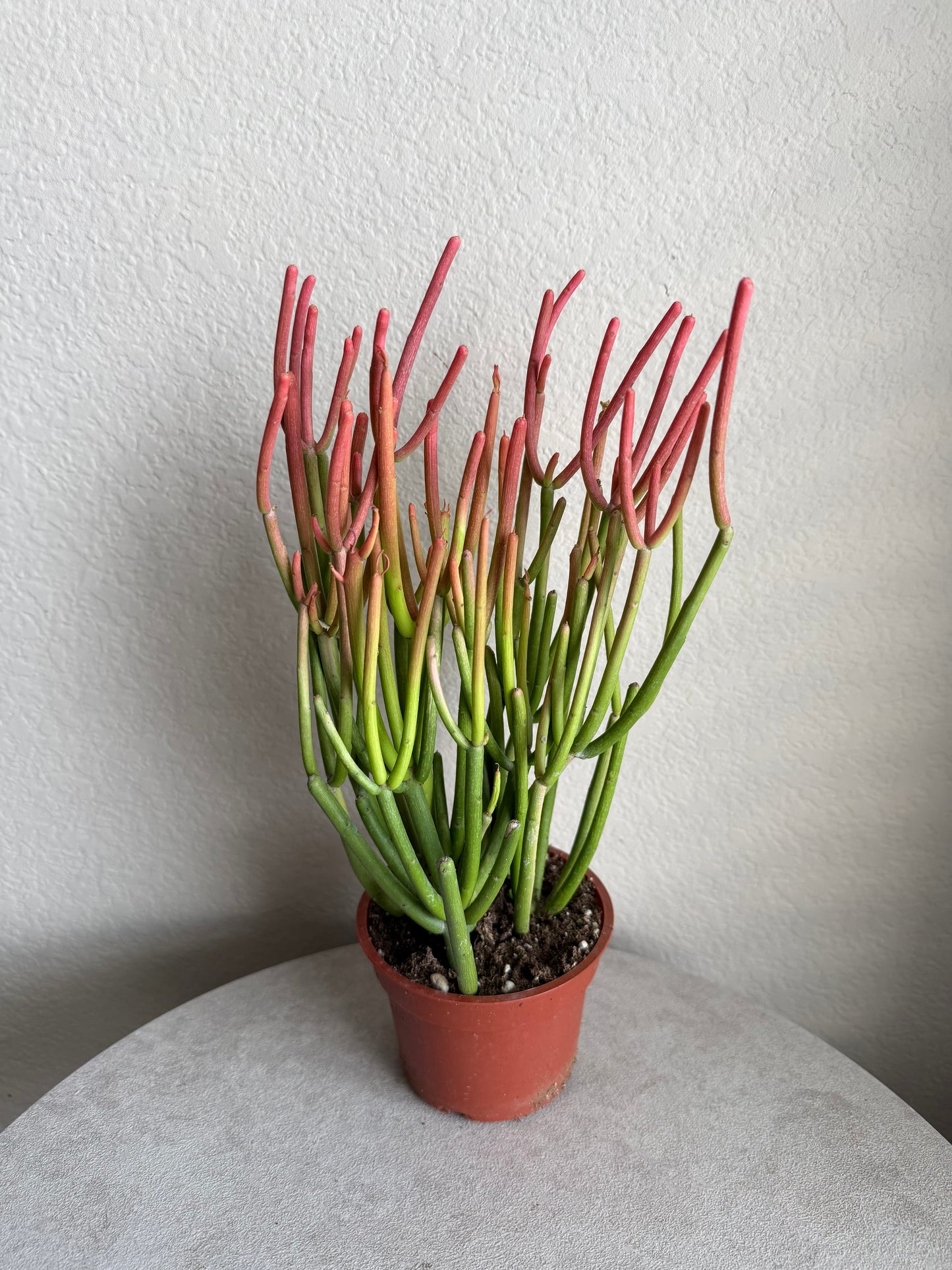 4” Euphorbia Tirucalli 'Sticks on Fire' (Pencil Cactus)