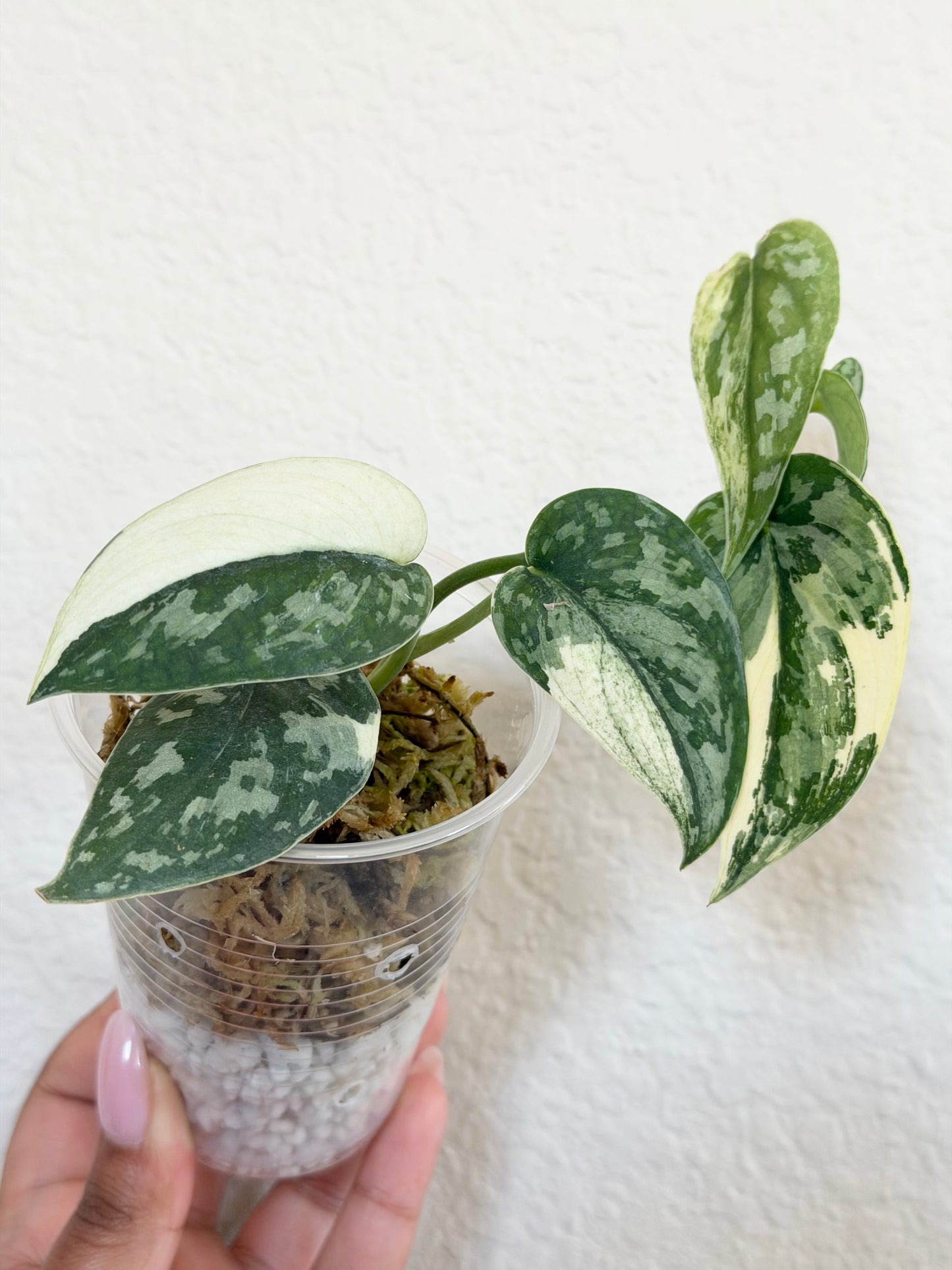 Scindapsus Mayari Variegated