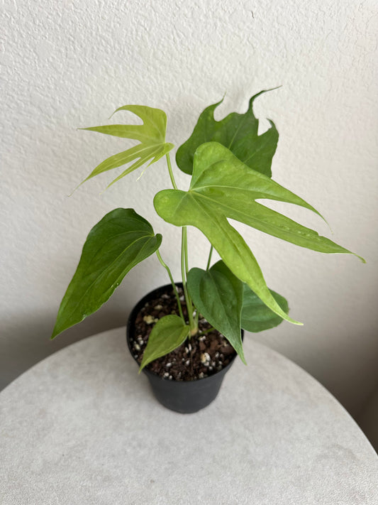 4” Anthurium Fingers