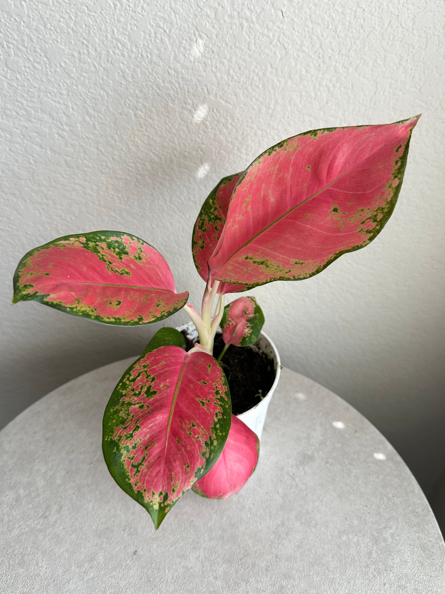 4” Aglaonema Hybrid Pink Pearl