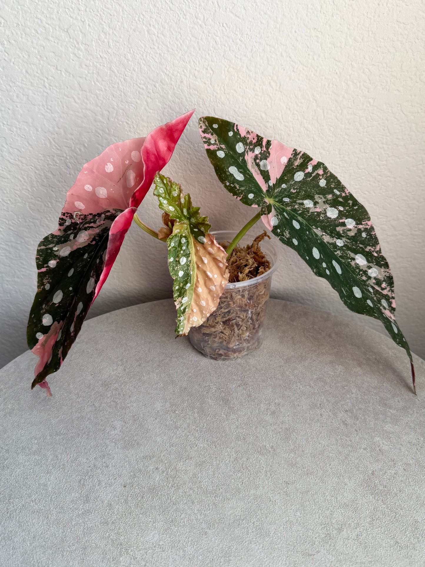Begonia Maculata Pink Variegated