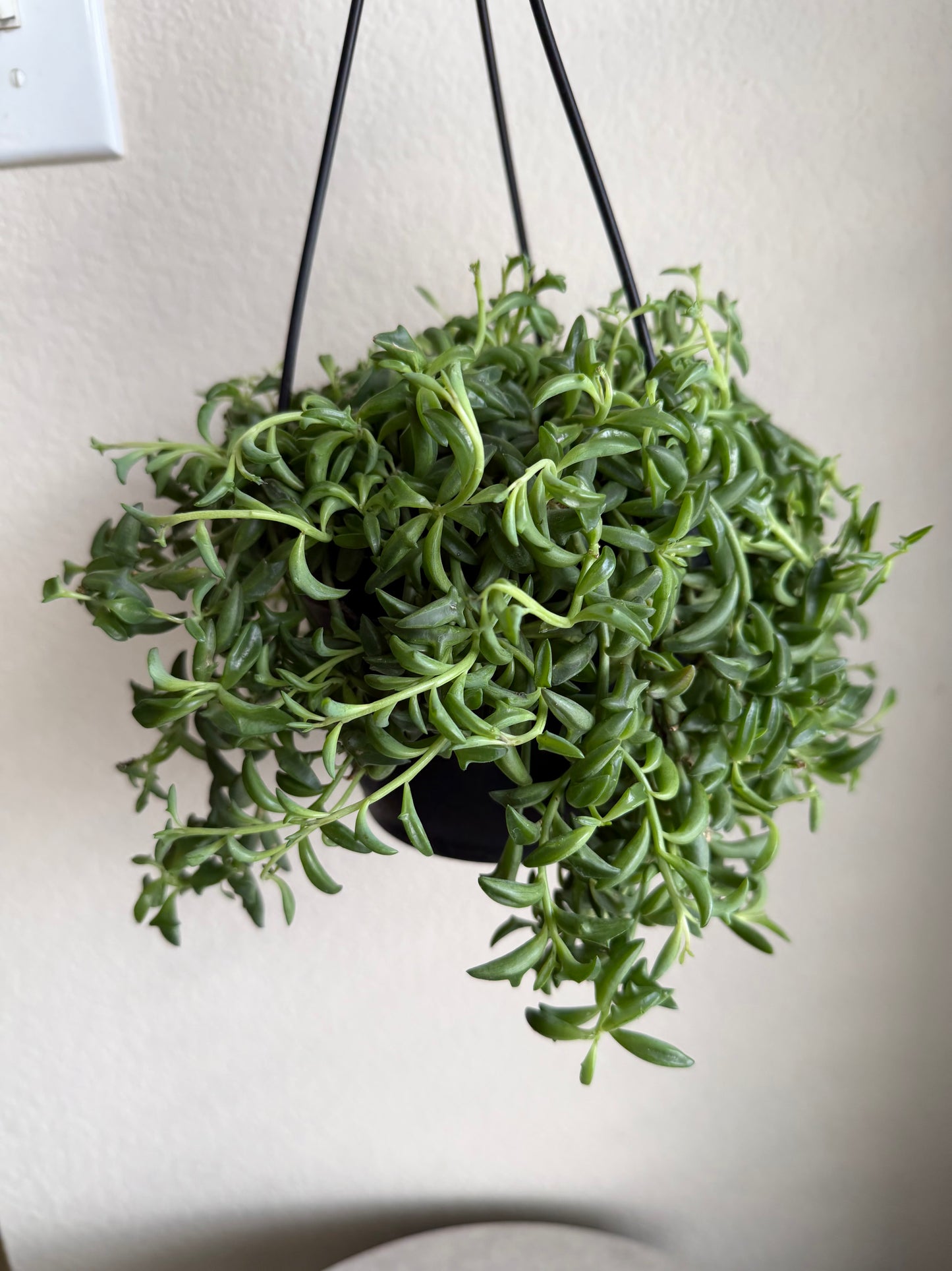 6” String of Dolphins Hanging Basket
