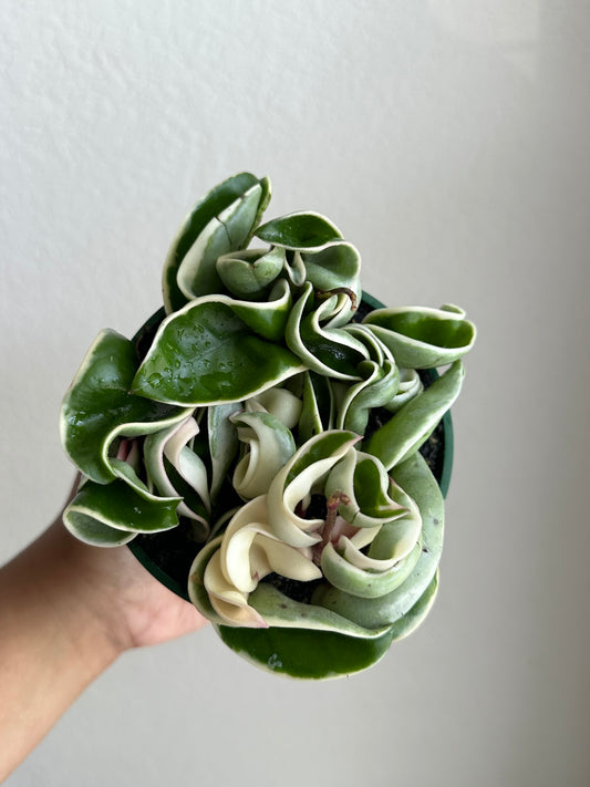 4” Hoya Carnosa 'Compacta Variegata'
(Variegated Hindu Rope)