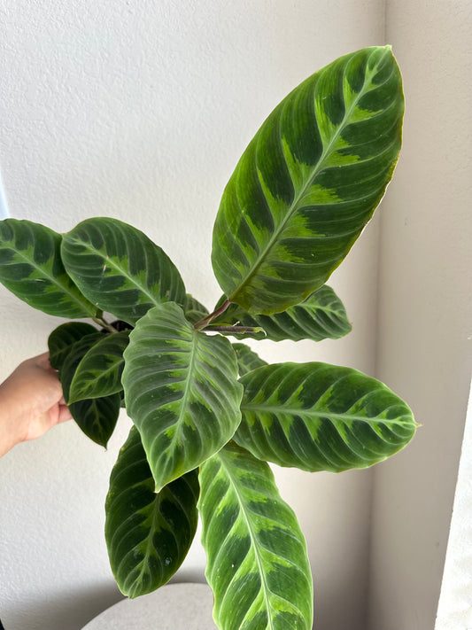 4” Jungle Velvet Calathea (Calathea warscewiczii)