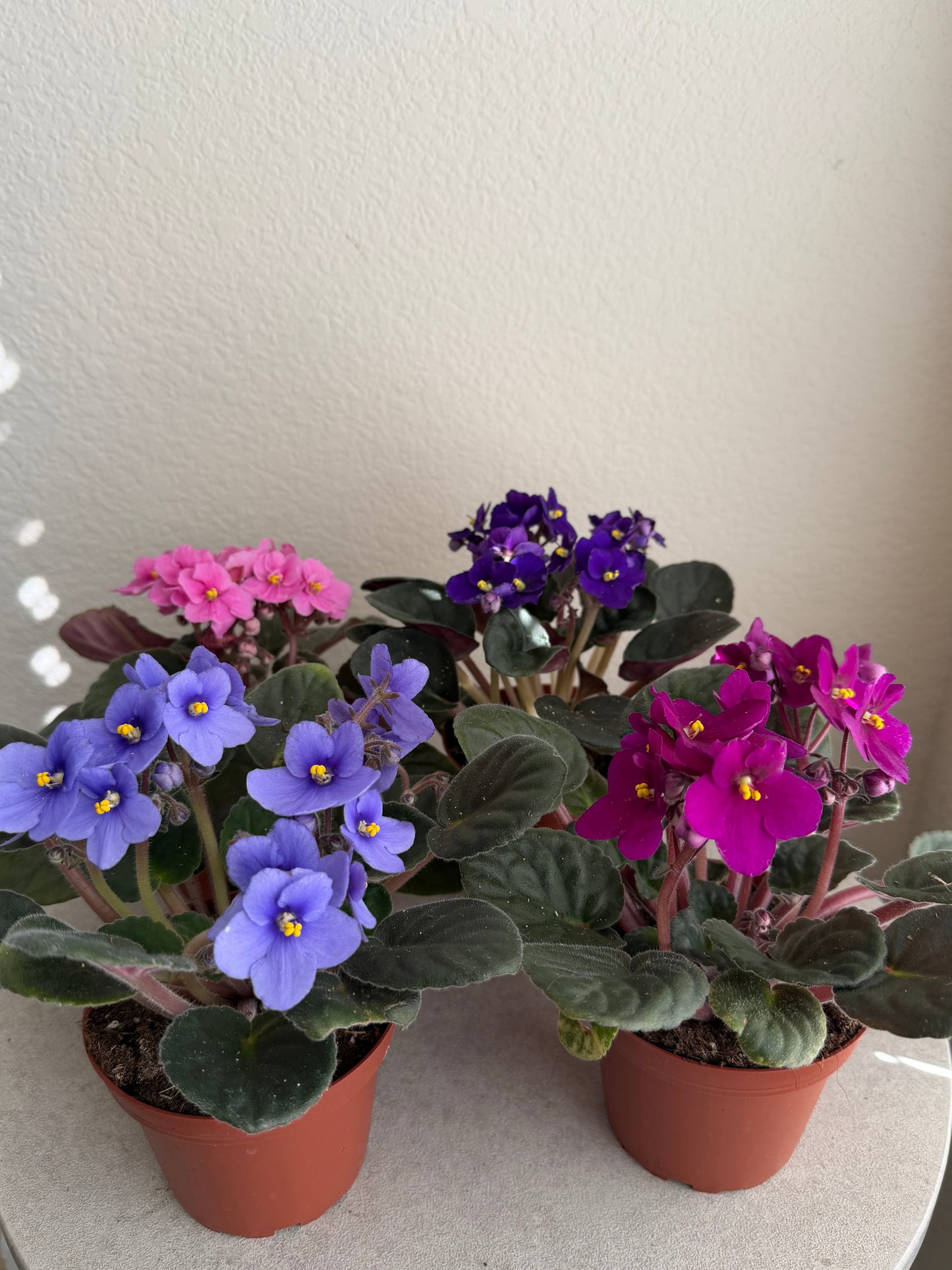 4” African Violets