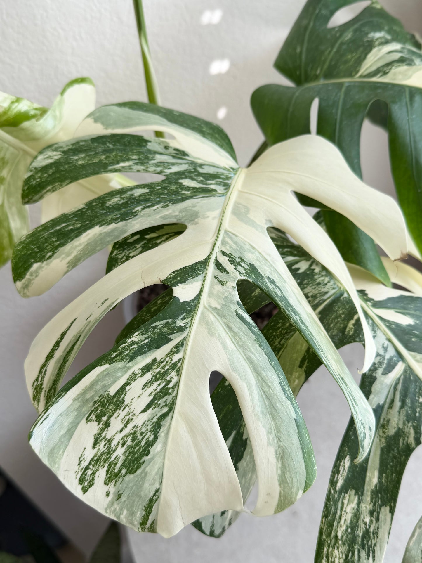 Monstera Albo