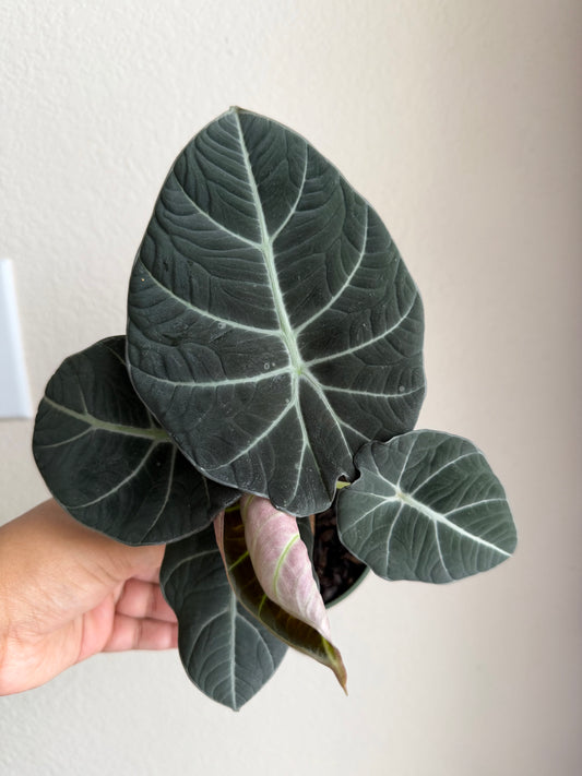 4” Alocasia Black Velvet