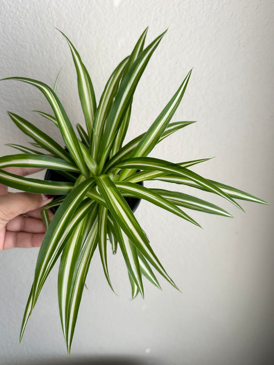 4” Spider Plant