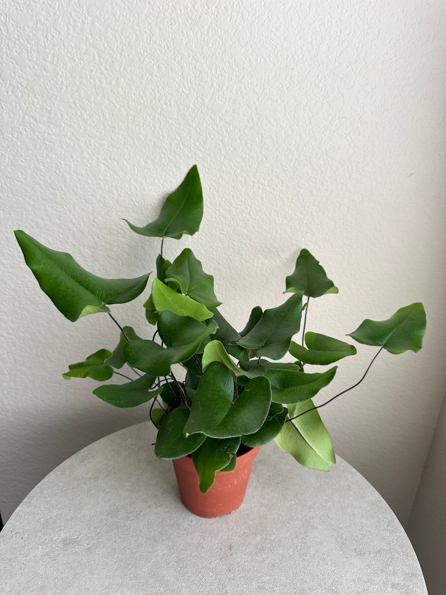 4” Heart Leaf Fern